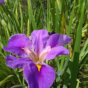 Iris louisiana ‘Pegaletta’ | Louisiana iris ‘Pegaletta’ | Marginal Plant